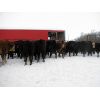 Image 3 : Turtleview Livestock - 600# Weaned Steers - 190 Head (Goodlands, MB)