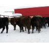 Image 4 : Turtleview Livestock - 600# Weaned Steers - 190 Head (Goodlands, MB)