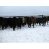 Image 5 : Turtleview Livestock - 600# Weaned Steers - 190 Head (Goodlands, MB)