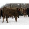 Image 6 : Turtleview Livestock - 600# Weaned Steers - 190 Head (Goodlands, MB)