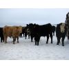 Image 7 : Turtleview Livestock - 600# Weaned Steers - 190 Head (Goodlands, MB)