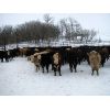 Image 8 : Turtleview Livestock - 600# Weaned Steers - 190 Head (Goodlands, MB)