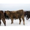 Image 9 : Turtleview Livestock - 600# Weaned Steers - 190 Head (Goodlands, MB)