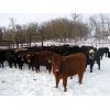 Image 2 : Turtleview Livestock - 510# Steer Calves - 110 Head (Goodlands, MB)
