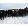 Image 3 : Turtleview Livestock - 510# Steer Calves - 110 Head (Goodlands, MB)