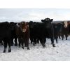Image 4 : Turtleview Livestock - 510# Steer Calves - 110 Head (Goodlands, MB)
