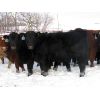 Image 5 : Turtleview Livestock - 510# Steer Calves - 110 Head (Goodlands, MB)