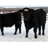 Image 6 : Turtleview Livestock - 510# Steer Calves - 110 Head (Goodlands, MB)