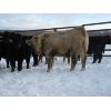 Image 7 : Turtleview Livestock - 510# Steer Calves - 110 Head (Goodlands, MB)