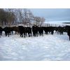 Image 8 : Turtleview Livestock - 510# Steer Calves - 110 Head (Goodlands, MB)