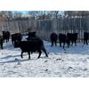 Image 2 : Craig Angus Cattle Co. - 581# Weaned Steers - 33 Head (Tompkins, SK)