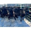 Image 2 : Craig Angus Cattle Co. - 633# Replacement Heifers - 35 Head (Tompkins, SK)