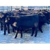 Image 3 : Craig Angus Cattle Co. - 633# Replacement Heifers - 35 Head (Tompkins, SK)