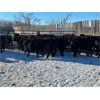 Image 4 : Craig Angus Cattle Co. - 633# Replacement Heifers - 35 Head (Tompkins, SK)