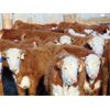 Image 2 : Doerksen Farms - 750# Weaned Steers - 120 Head (Gem, AB)