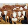 Image 3 : Doerksen Farms - 750# Weaned Steers - 120 Head (Gem, AB)