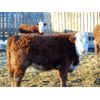 Image 7 : Doerksen Farms - 750# Weaned Steers - 120 Head (Gem, AB)