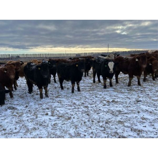 Rice Farms - 960# Weaned Steers - 130 Head (Lacombe, AB)