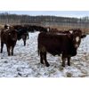 Image 6 : Rice Farms - 960# Weaned Steers - 130 Head (Lacombe, AB)
