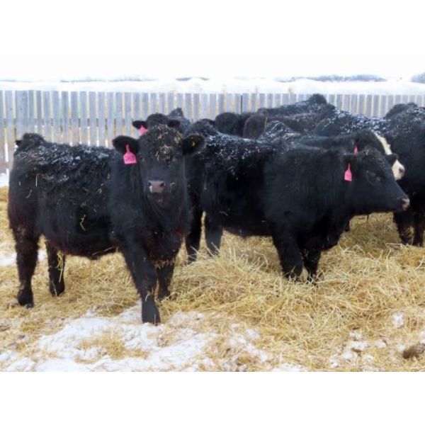 CDA Farms Ltd. - 940# Weaned Steers - 51 Head (Lemberg, SK)