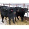 Image 2 : CDA Farms Ltd. - 940# Weaned Steers - 51 Head (Lemberg, SK)