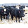 Image 3 : CDA Farms Ltd. - 940# Weaned Steers - 51 Head (Lemberg, SK)