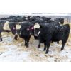 Image 4 : CDA Farms Ltd. - 940# Weaned Steers - 51 Head (Lemberg, SK)