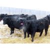Image 5 : CDA Farms Ltd. - 940# Weaned Steers - 51 Head (Lemberg, SK)