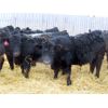 Image 6 : CDA Farms Ltd. - 940# Weaned Steers - 51 Head (Lemberg, SK)
