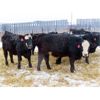 Image 7 : CDA Farms Ltd. - 940# Weaned Steers - 51 Head (Lemberg, SK)