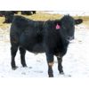 Image 8 : CDA Farms Ltd. - 940# Weaned Steers - 51 Head (Lemberg, SK)