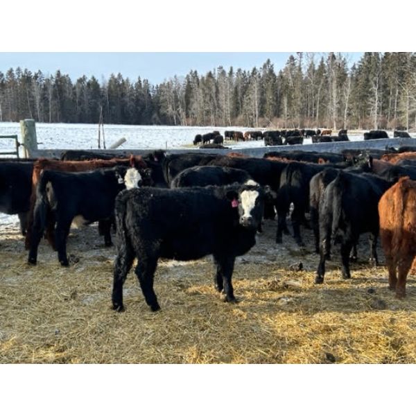 Joel Christian - 670# Weaned Heifers - 60 Head (Innisfail, AB)