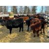 Image 6 : Joel Christian - 670# Weaned Heifers - 60 Head (Innisfail, AB)