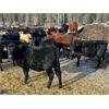 Image 7 : Joel Christian - 670# Weaned Heifers - 60 Head (Innisfail, AB)