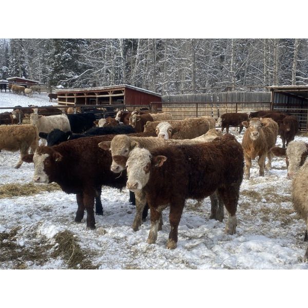 John & Bobbi-Jo Sever - 800# Weaned Steers - 78 Head (Rocky Mountain House, AB)