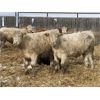 Image 2 : John & Bobbi-Jo Sever - 800# Weaned Steers - 78 Head (Rocky Mountain House, AB)