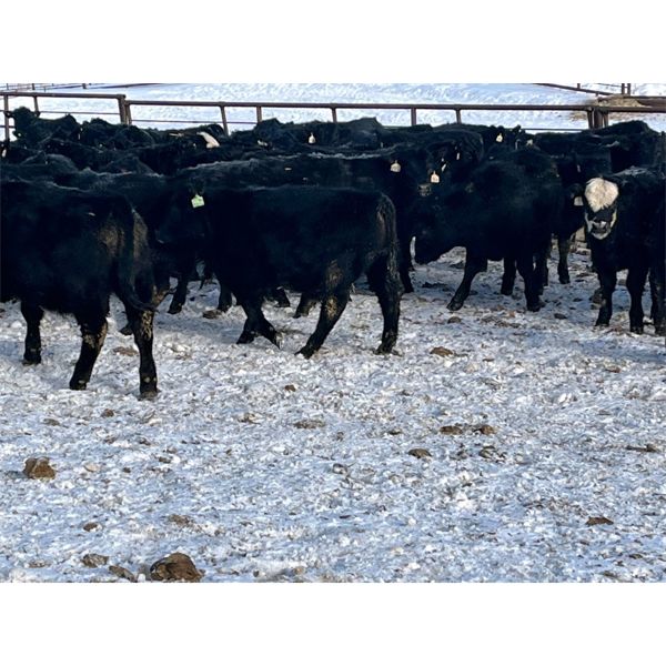 CMT Farms - 785# Weaned Steers - 78 Head (Cochin, SK)