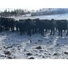 Image 3 : CMT Farms - 785# Weaned Steers - 78 Head (Cochin, SK)