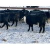 Image 4 : CMT Farms - 785# Weaned Steers - 78 Head (Cochin, SK)