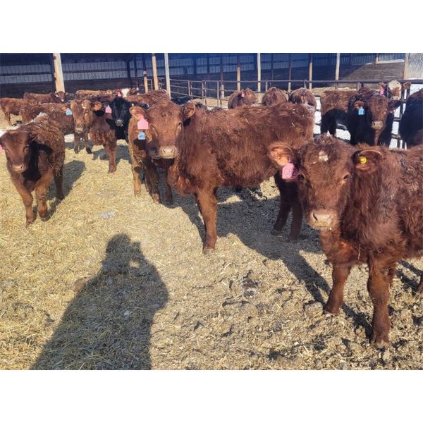 Rusty Myskiw - 500# Weaned Heifers - 35 Head (Marquette, MB)