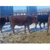 Image 2 : Rusty Myskiw - 500# Weaned Heifers - 35 Head (Marquette, MB)