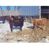 Image 4 : Rusty Myskiw - 500# Weaned Heifers - 35 Head (Marquette, MB)