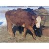 Image 5 : Rusty Myskiw - 500# Weaned Heifers - 35 Head (Marquette, MB)
