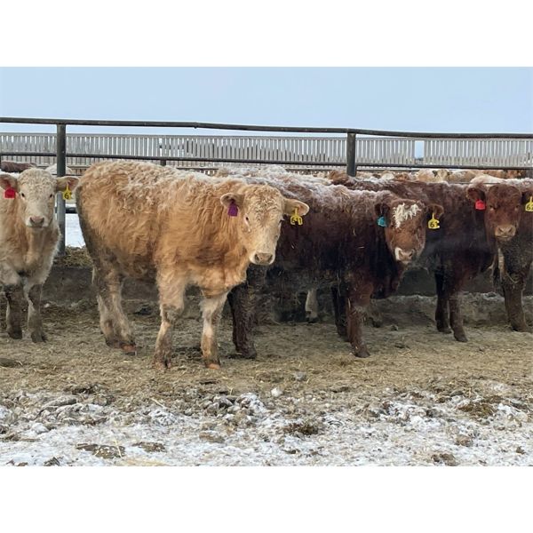 Box Anchor Farms - 950# Weaned Steers - 195 Head (Dewberry, AB)