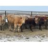 Image 1 : Box Anchor Farms - 950# Weaned Steers - 195 Head (Dewberry, AB)