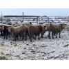 Image 3 : Box Anchor Farms - 950# Weaned Steers - 195 Head (Dewberry, AB)