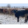Image 4 : Box Anchor Farms - 950# Weaned Steers - 195 Head (Dewberry, AB)