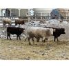 Image 5 : Box Anchor Farms - 950# Weaned Steers - 195 Head (Dewberry, AB)