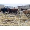 Image 6 : Box Anchor Farms - 950# Weaned Steers - 195 Head (Dewberry, AB)