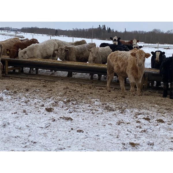 Holowaychuk Bros. - 680# Weaned Steers - 90 Head (Marwayne, AB)